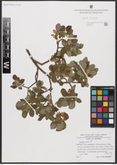 Foto von Salix aurita L.